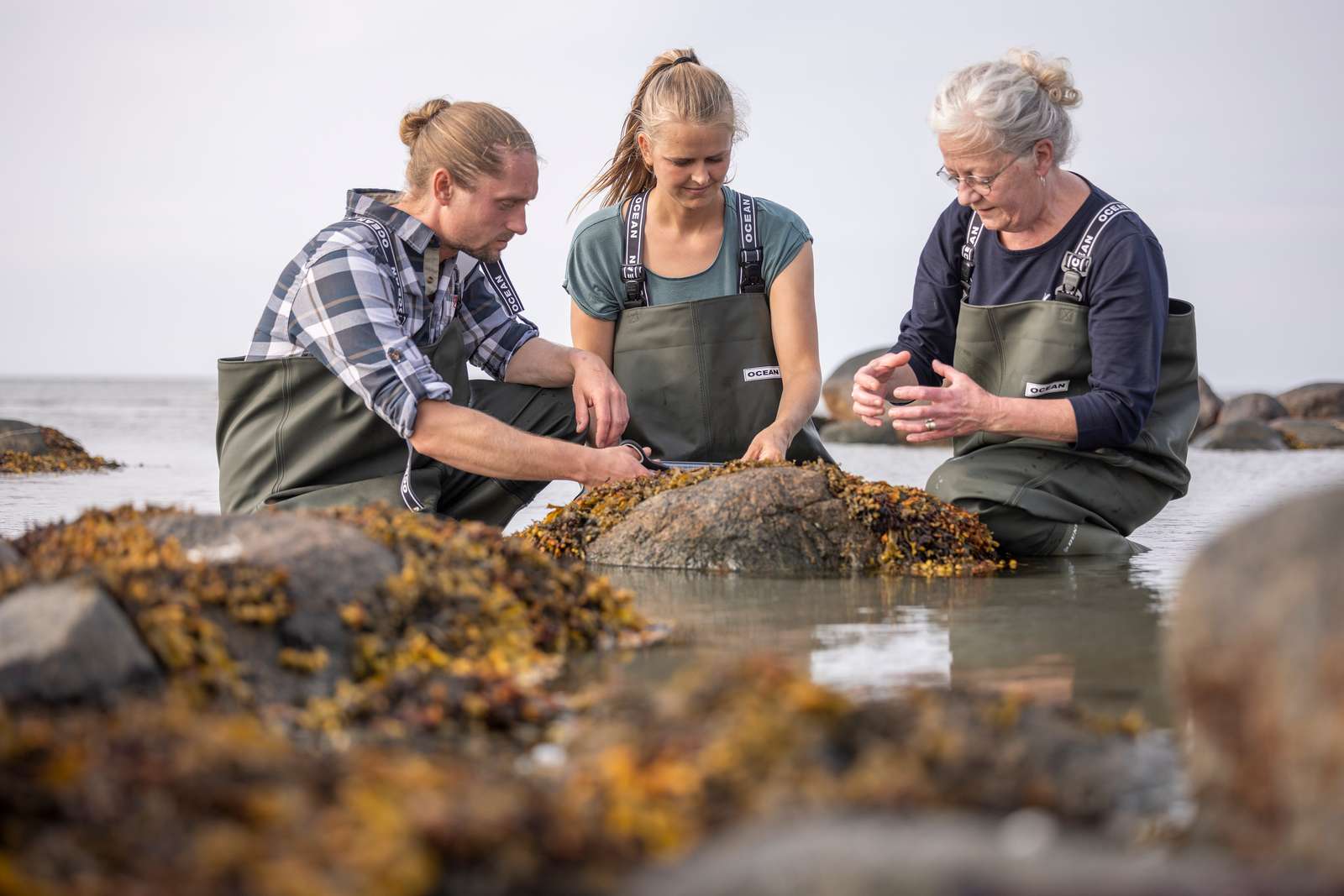 Læsø Tang - Sanke - tur